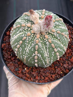 Astrophytum Asterias Line Form #745 – Rare Seed Grown Cactus, Live Succulent Plant