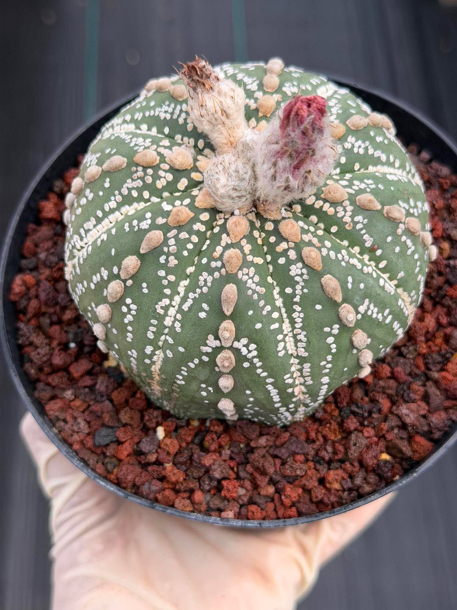 Astrophytum Asterias Line Form #745 – Rare Seed Grown Cactus, Live Succulent Plant