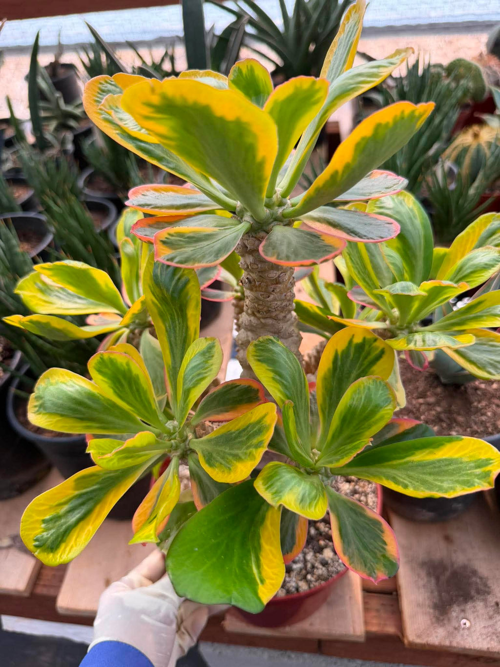 Rare Euphorbia Poissonii Variegated Grafted Succulent – 9" Wide Branching Form, Collector Plant