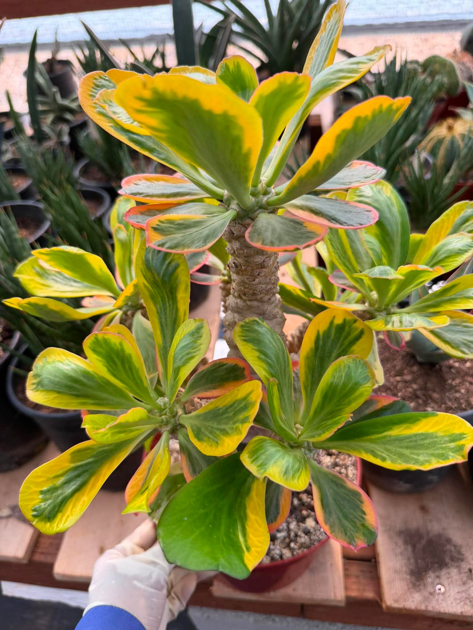 Rare Euphorbia Poissonii Variegated Grafted Succulent – 9" Wide Branching Form, Collector Plant