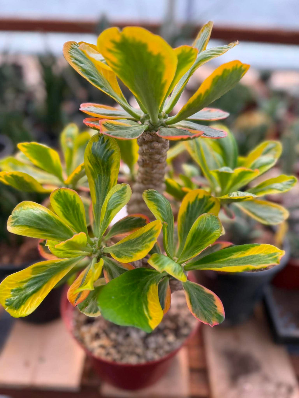 Rare Euphorbia Poissonii Variegated Grafted Succulent – 9" Wide Branching Form, Collector Plant