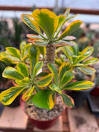Rare Euphorbia Poissonii Variegated Grafted Succulent – 9" Wide Branching Form, Collector Plant