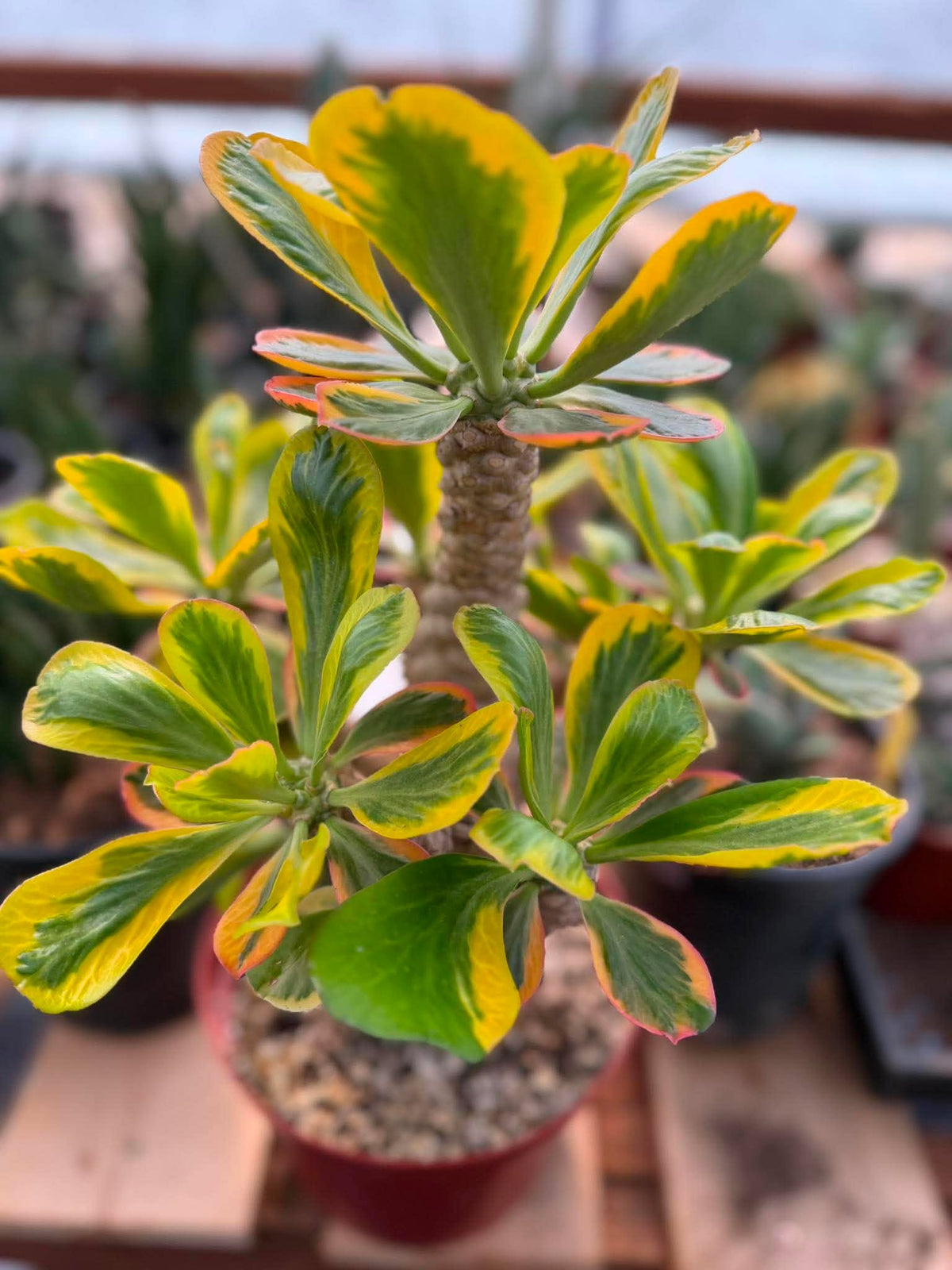 Rare Euphorbia Poissonii Variegated Grafted Succulent – 9" Wide Branching Form, Collector Plant