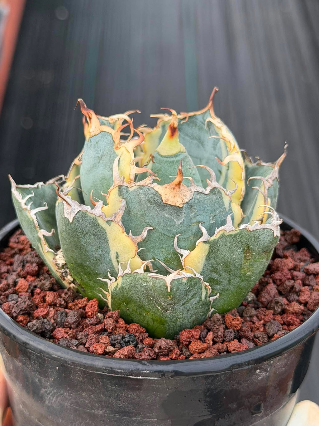 Variegated Agave Titanota Blue Diamond – Rare Collector Succulent #722