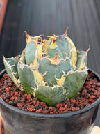 Variegated Agave Titanota Blue Diamond – Rare Collector Succulent #722