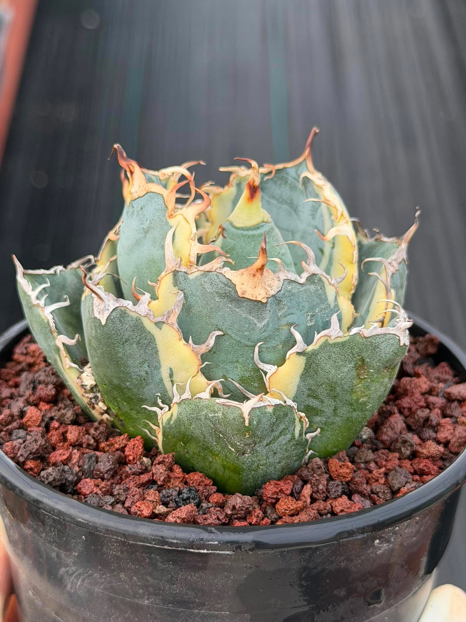 Variegated Agave Titanota Blue Diamond – Rare Collector Succulent #722