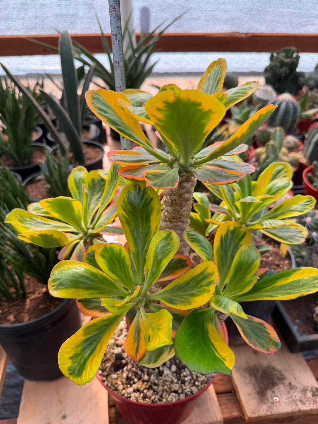 Rare Euphorbia Poissonii Variegated Grafted Succulent – 9" Wide Branching Form, Collector Plant