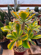 Rare Euphorbia Poissonii Variegated Grafted Succulent – 9" Wide Branching Form, Collector Plant