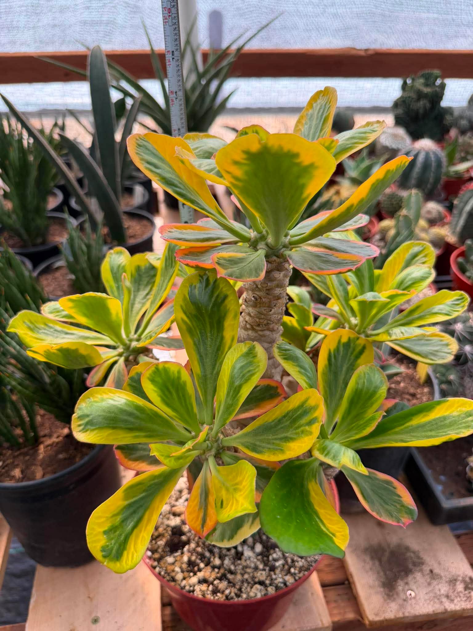 Rare Euphorbia Poissonii Variegated Grafted Succulent – 9" Wide Branching Form, Collector Plant