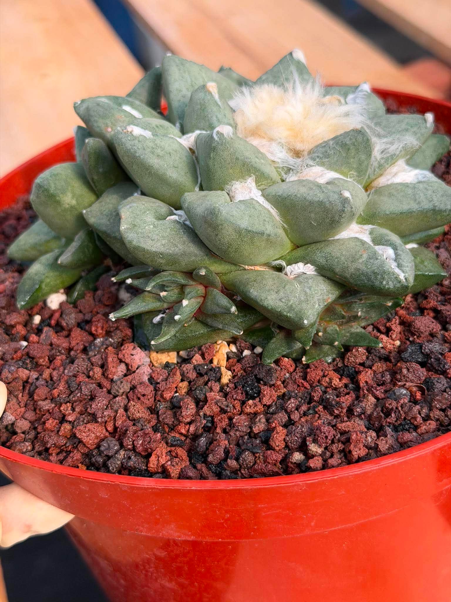 Ariocarpus retusa with Pups – Rare Collector Cactus #122