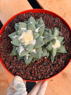 Ariocarpus retusa with Pups – Rare Collector Cactus #122