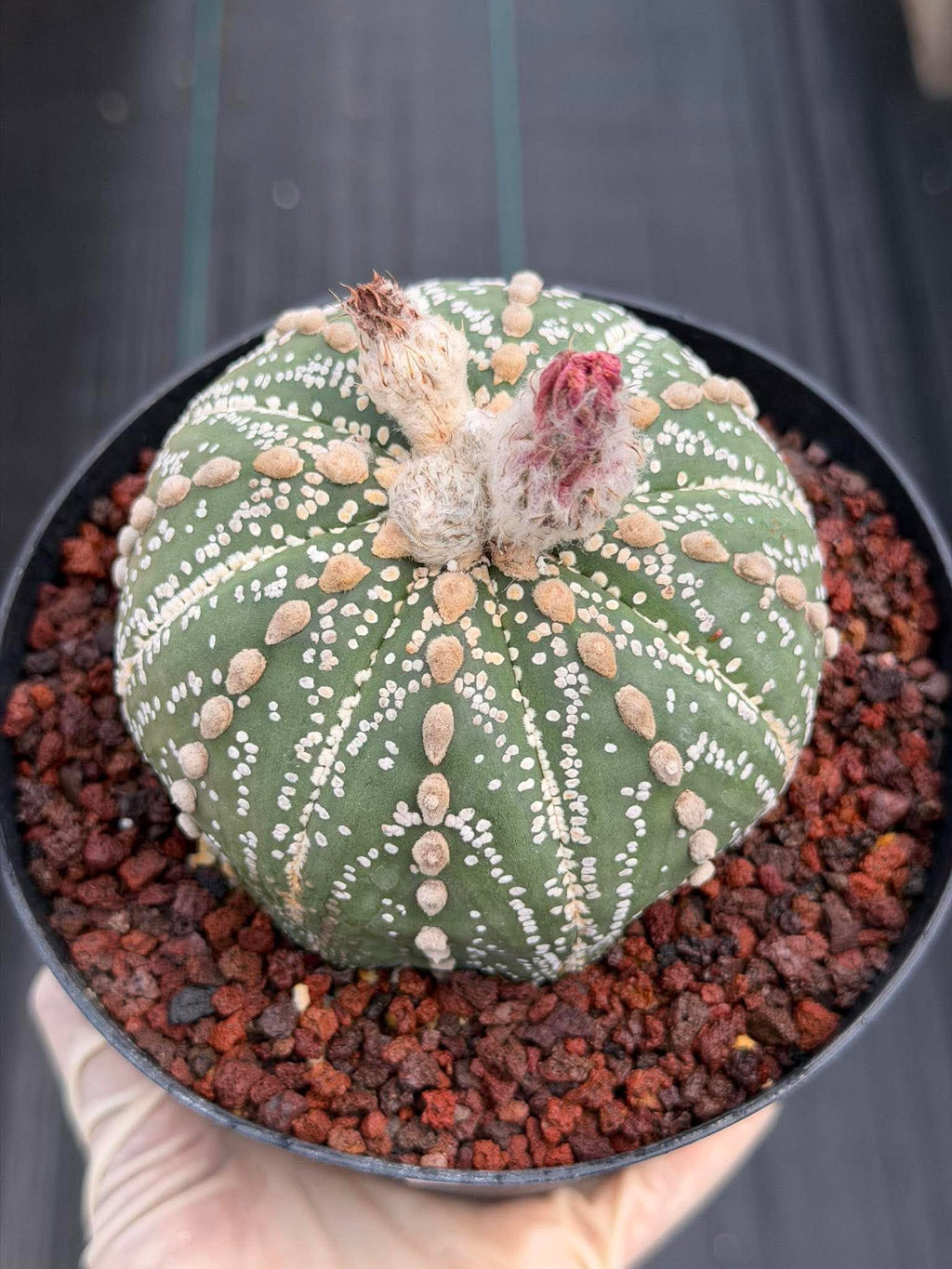 Astrophytum Asterias Line Form #745 – Rare Seed Grown Cactus, Live Succulent Plant