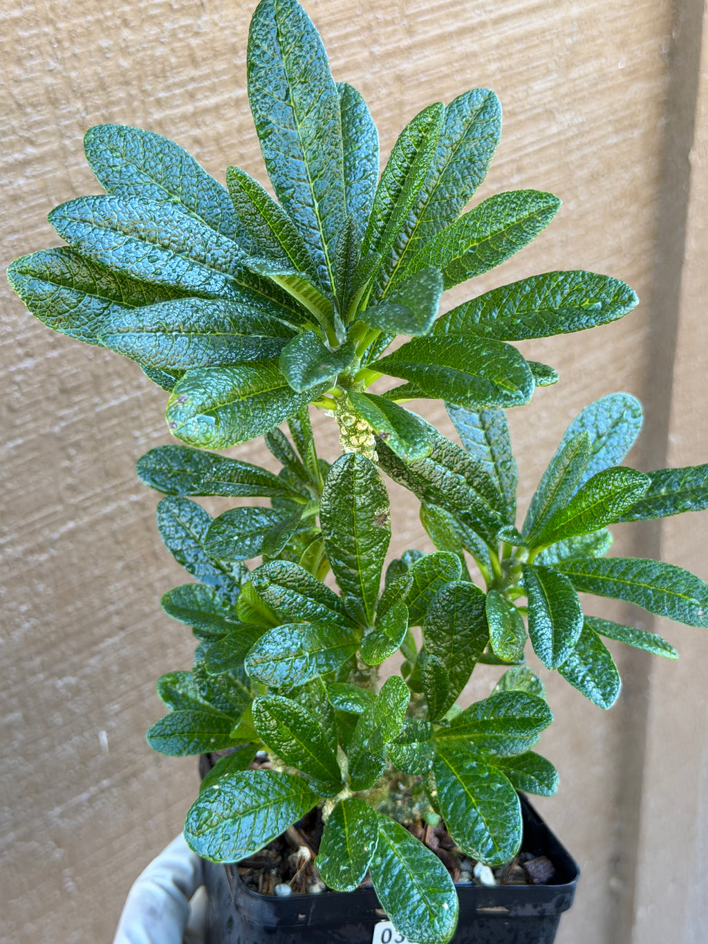 Dorstenia Gigas #387 – Rare Caudex Succulent, 7" Tall in 6" Pot, Exotic Collector Plant