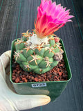 Coryphantha Elephantidens Tanshi Cactus w/ Pups Seed Grown Fragrant Pink Flower #723