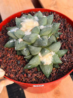 Ariocarpus retusa with Pups – Rare Collector Cactus #122