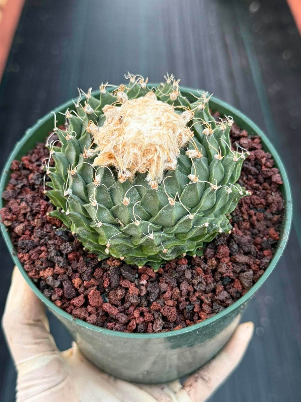 Obregonia Denegrii Grower’s Choice Live Cactus | Rare Artichoke Cactus