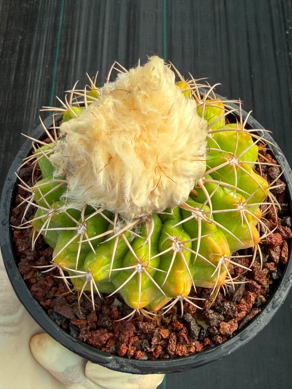 Rare Discocactus Seed‑Grown #759 – Woolly Crown, Collector Cactus