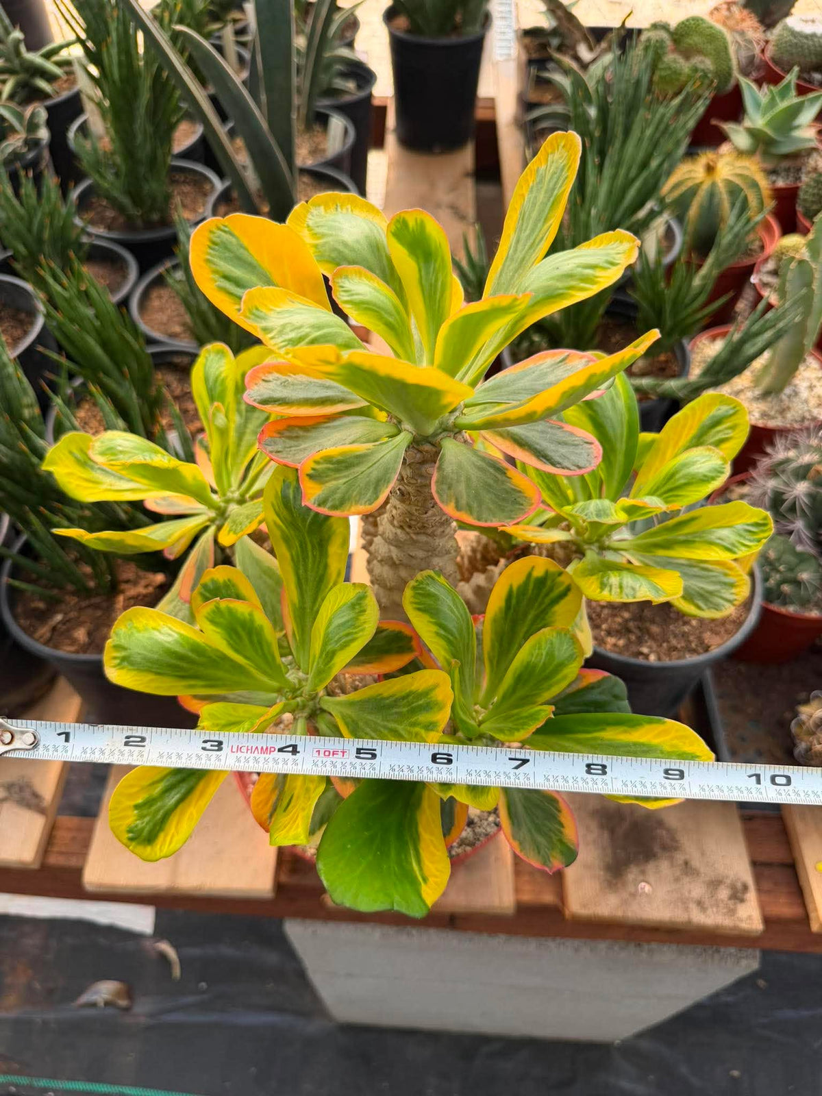 Rare Euphorbia Poissonii Variegated Grafted Succulent – 9" Wide Branching Form, Collector Plant