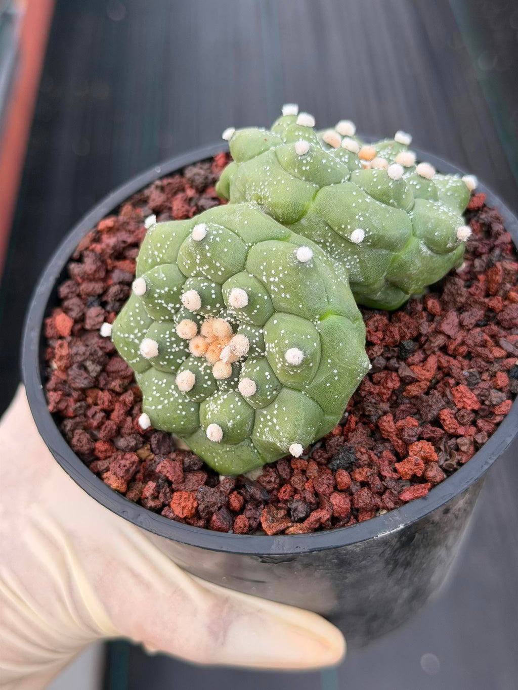 Double-Headed Astrophytum Asterias Turtle Form – Rare Seed Grown Cactus #728