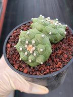 Double-Headed Astrophytum Asterias Turtle Form – Rare Seed Grown Cactus #728