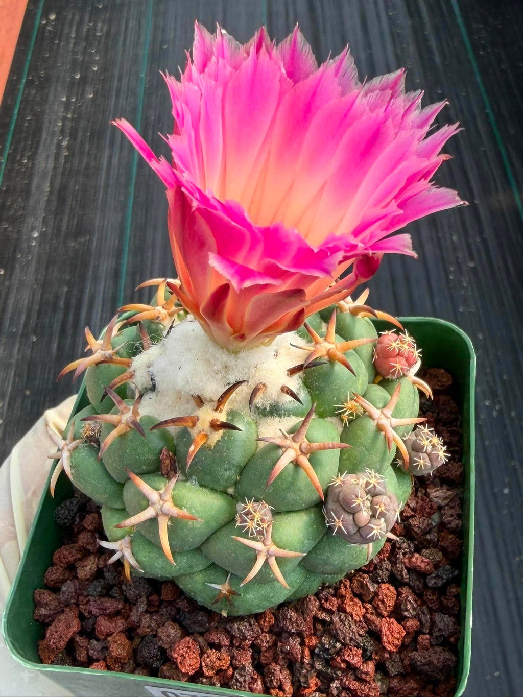 Coryphantha Elephantidens Tanshi Cactus w/ Pups Seed Grown Fragrant Pink Flower #723