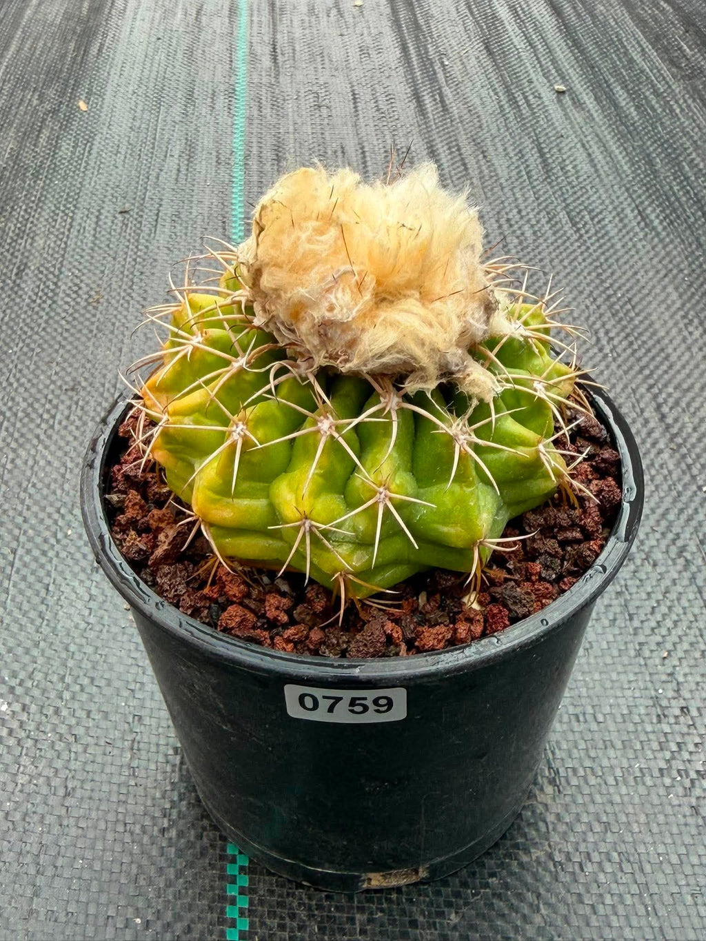 Rare Discocactus Seed‑Grown #759 – Woolly Crown, Collector Cactus