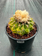 Rare Discocactus Seed‑Grown #759 – Woolly Crown, Collector Cactus