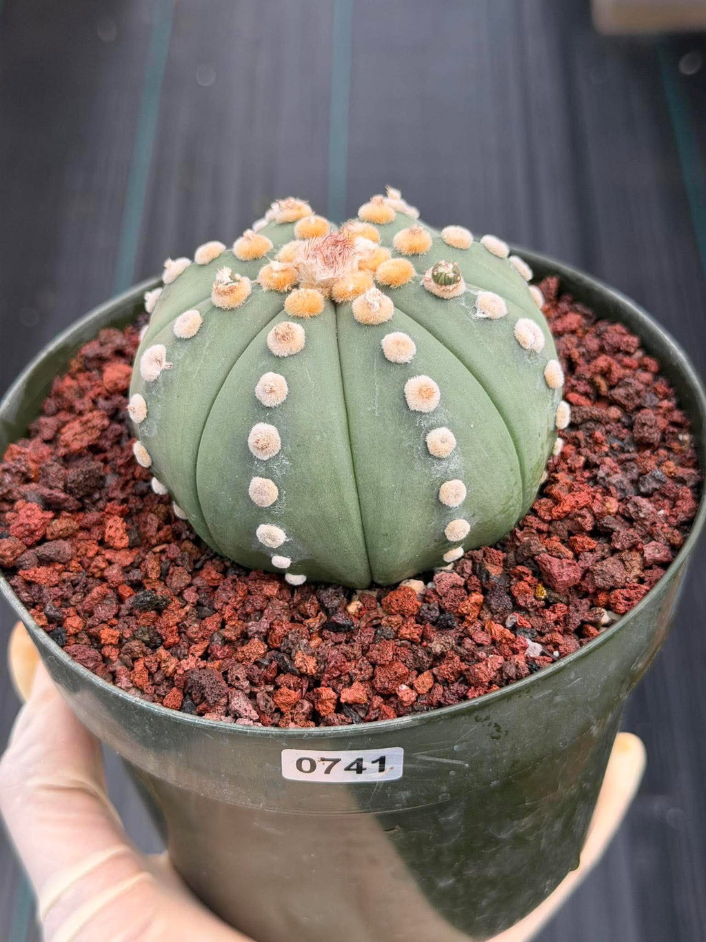 Astrophytum Ooibo Shinshowa #741 – Rare Seed Grown Cactus w/ Small Pups, Live Succulent Plant