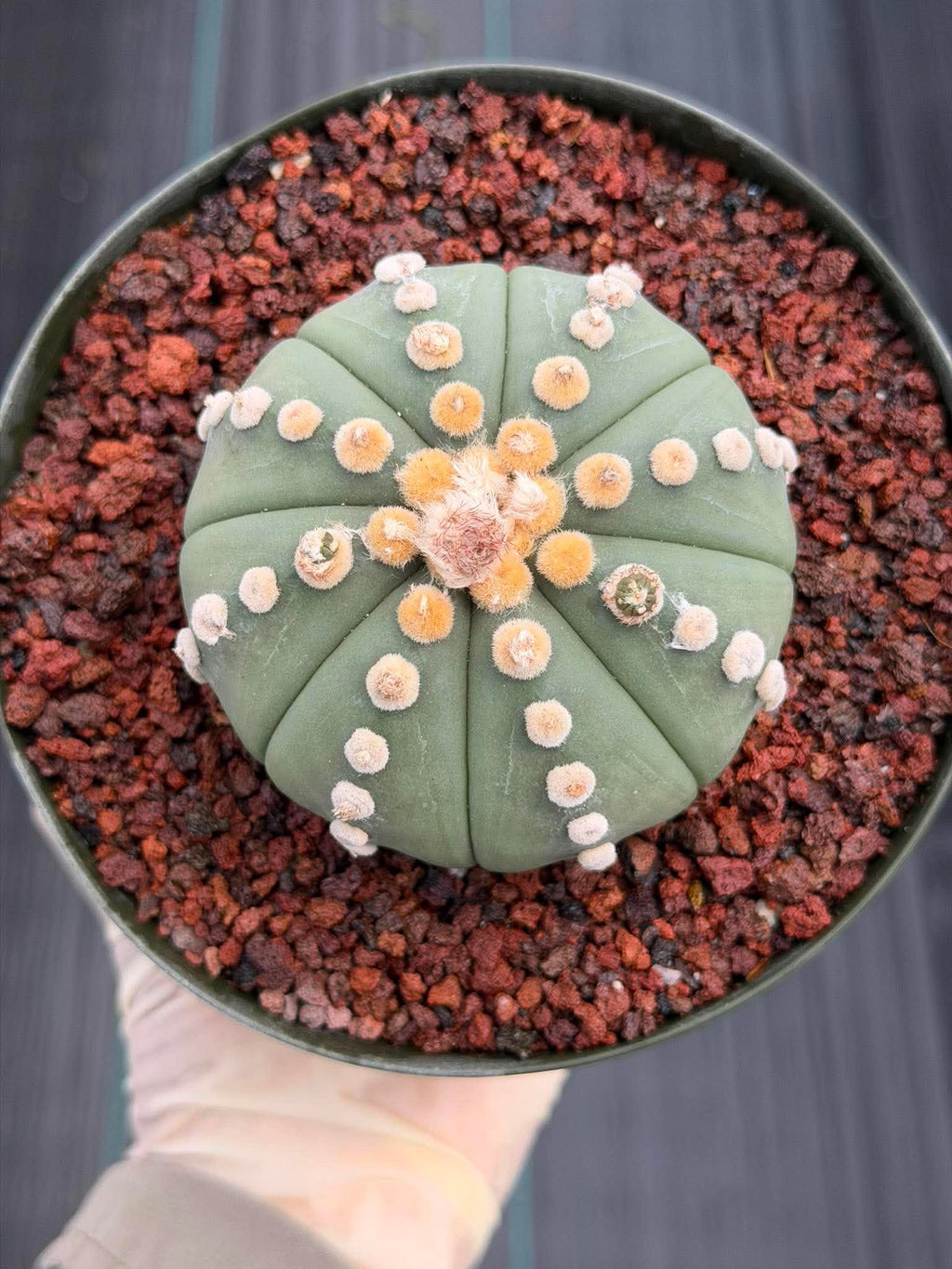 Astrophytum Ooibo Shinshowa #741 – Rare Seed Grown Cactus w/ Small Pups, Live Succulent Plant