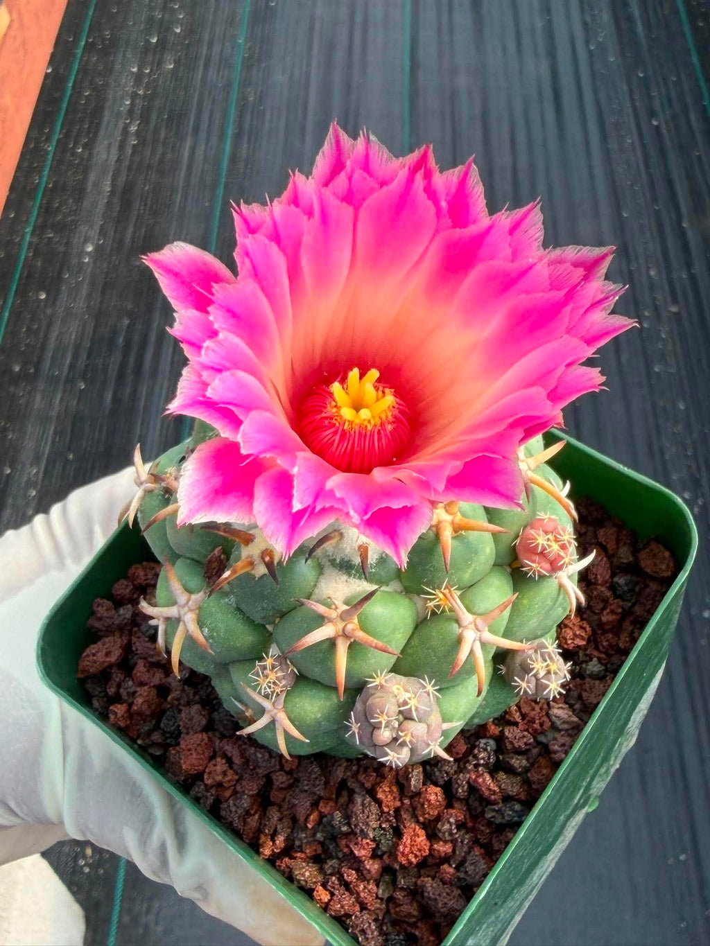 Coryphantha Elephantidens Tanshi Cactus w/ Pups Seed Grown Fragrant Pink Flower #723