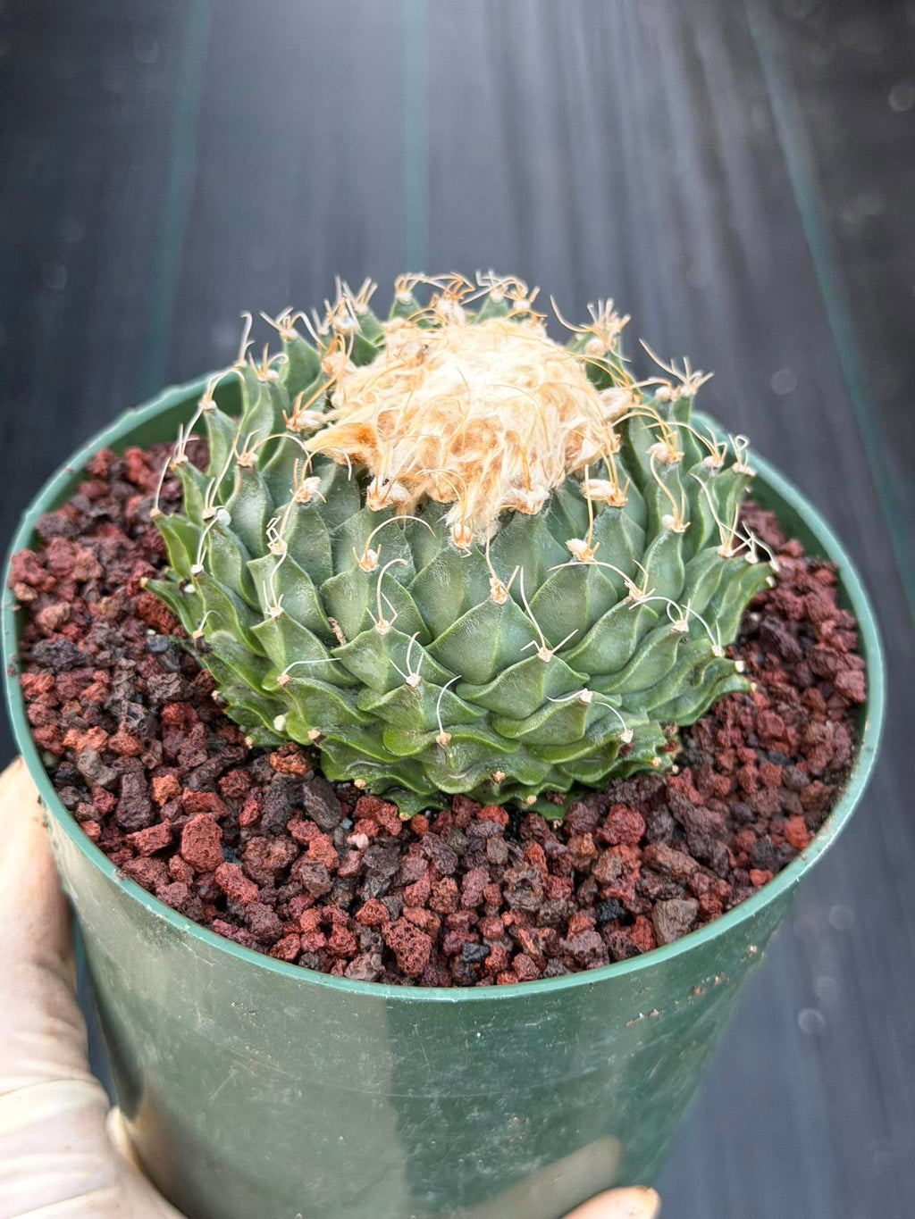 Obregonia Denegrii Grower’s Choice Live Cactus | Rare Artichoke Cactus