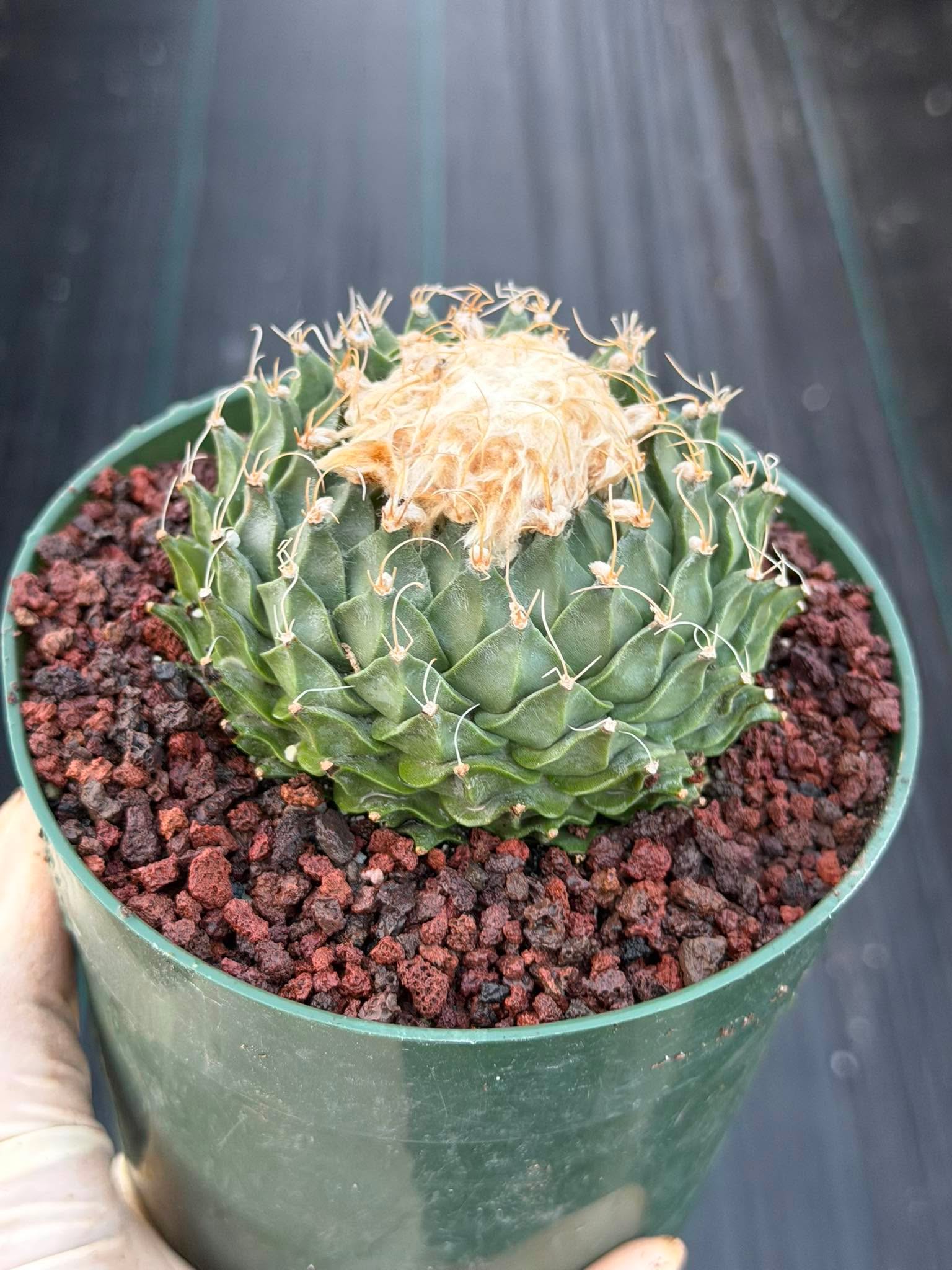 Obregonia Denegrii Grower’s Choice Live Cactus | Rare Artichoke Cactus