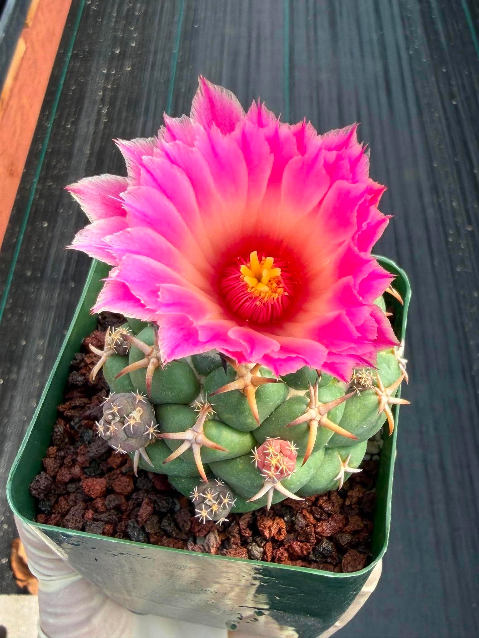 Coryphantha Elephantidens Tanshi Cactus w/ Pups Seed Grown Fragrant Pink Flower #723