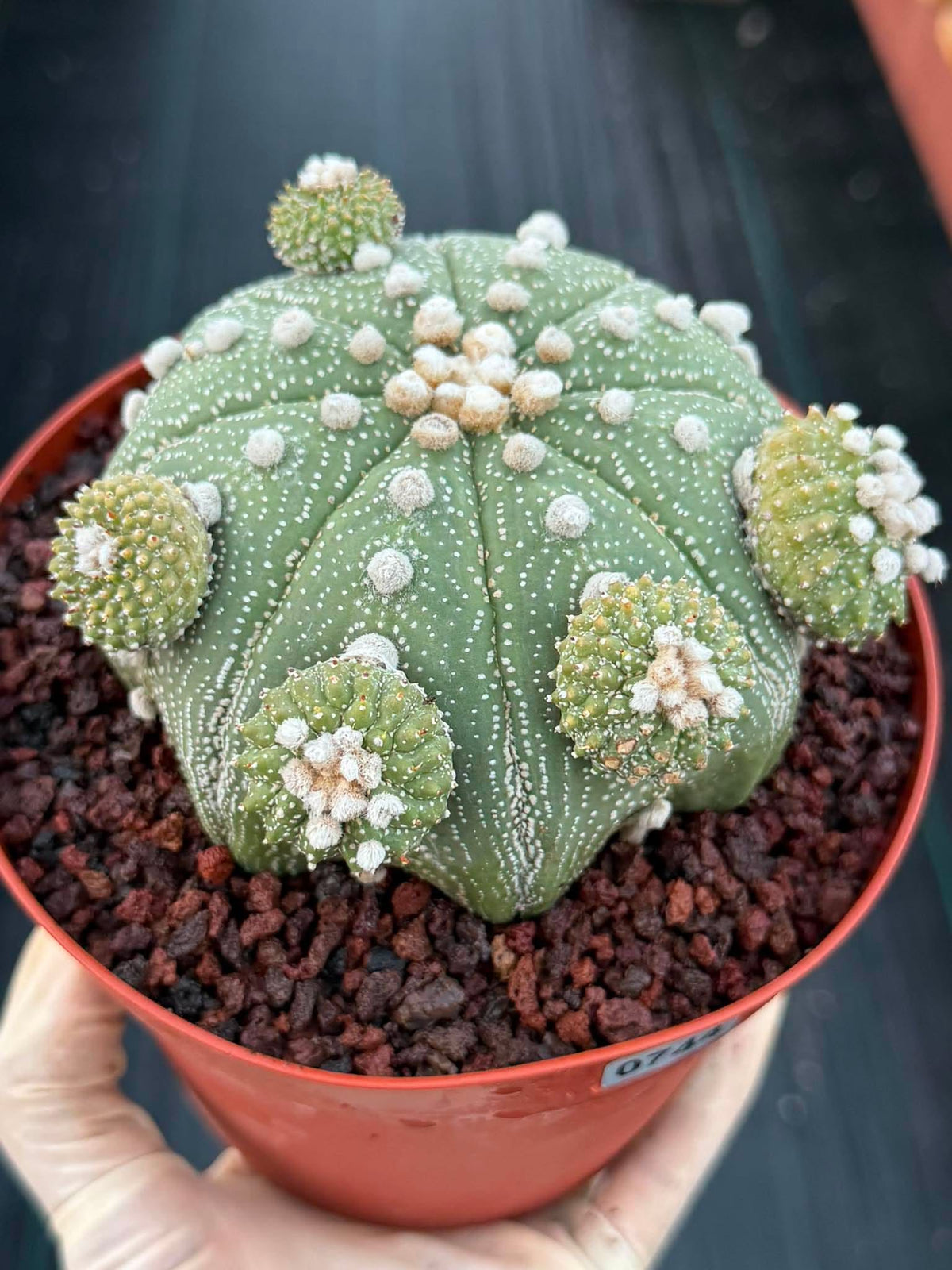 Rare Astrophytum Asterias Seed Grown Cactus with Pups – Collector’s Succulent #744