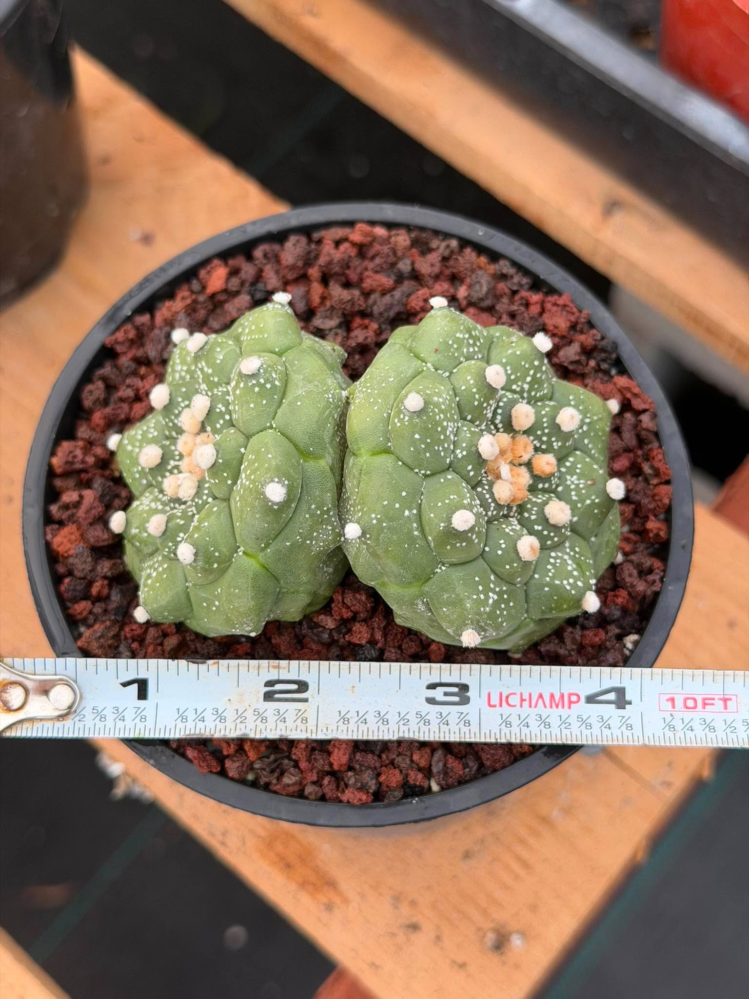 Double-Headed Astrophytum Asterias Turtle Form – Rare Seed Grown Cactus #728