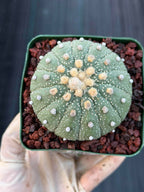 Astrophytum Asterias 13 Ribs – Seed Grown Collector’s Cactus #635