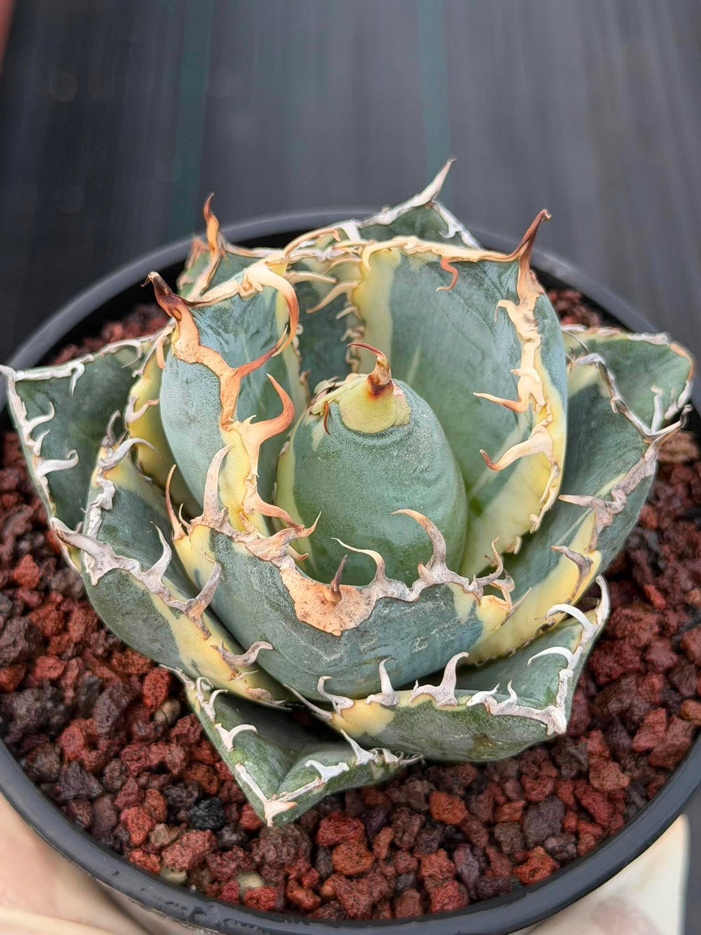 Variegated Agave Titanota Blue Diamond – Rare Collector Succulent #722