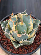 Variegated Agave Titanota Blue Diamond – Rare Collector Succulent #722