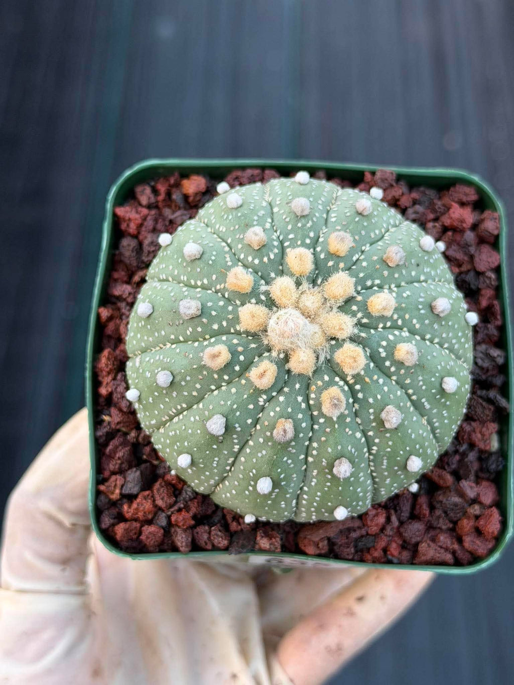 Astrophytum Asterias 13 Ribs – Seed Grown Collector’s Cactus #635