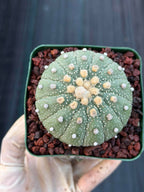 Astrophytum Asterias 13 Ribs – Seed Grown Collector’s Cactus #635
