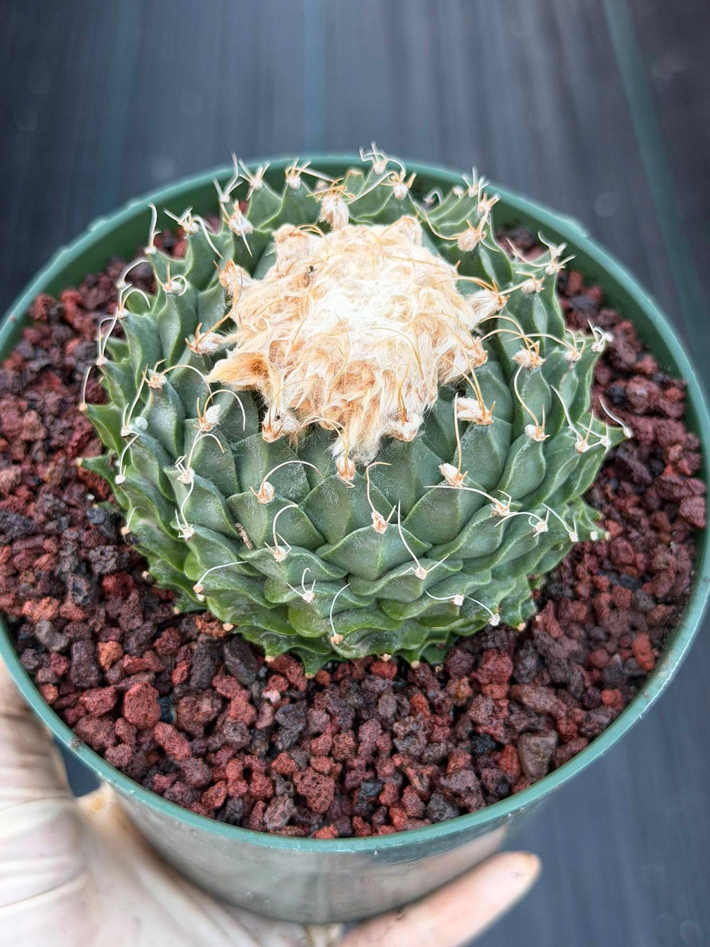 Obregonia Denegrii Grower’s Choice Live Cactus | Rare Artichoke Cactus