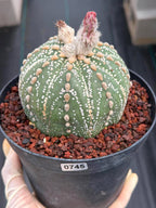 Astrophytum Asterias Line Form #745 – Rare Seed Grown Cactus, Live Succulent Plant
