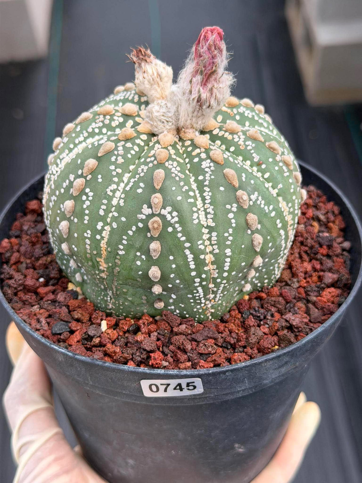 Astrophytum Asterias Line Form #745 – Rare Seed Grown Cactus, Live Succulent Plant