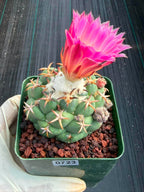 Coryphantha Elephantidens Tanshi Cactus w/ Pups Seed Grown Fragrant Pink Flower #723