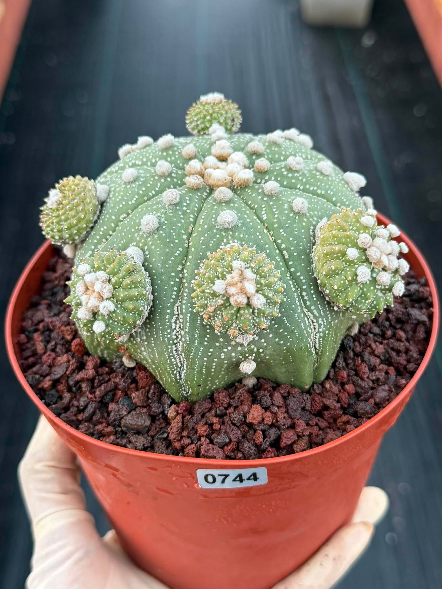 Rare Astrophytum Asterias Seed Grown Cactus with Pups – Collector’s Succulent #744