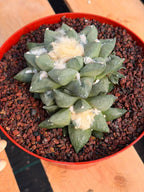 Ariocarpus retusa with Pups – Rare Collector Cactus #122