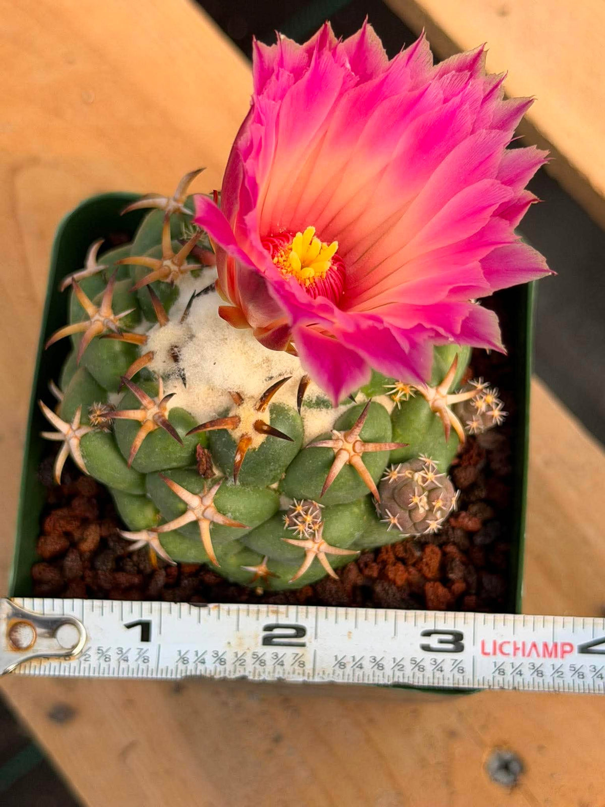 Coryphantha Elephantidens Tanshi Cactus w/ Pups Seed Grown Fragrant Pink Flower #723