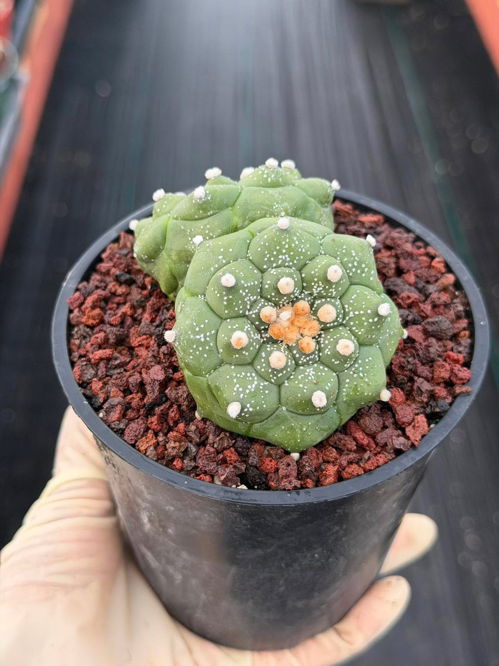 Double-Headed Astrophytum Asterias Turtle Form – Rare Seed Grown Cactus #728