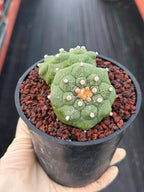Double-Headed Astrophytum Asterias Turtle Form – Rare Seed Grown Cactus #728