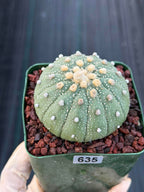 Astrophytum Asterias 13 Ribs – Seed Grown Collector’s Cactus #635